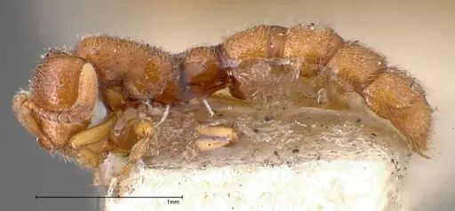 Zasphinctus occidentalis - FOCOL0344-3