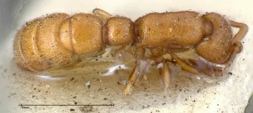 Zasphinctus occidentalis - FOCOL0344-4