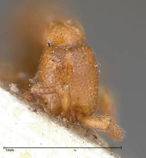 Zasphinctus occidentalis - FOCOL0344-4