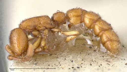 Zasphinctus occidentalis - FOCOL0344-4
