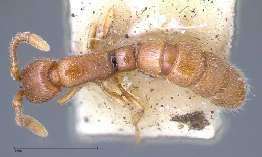 Zasphinctus occidentalis - FOCOL0344-5