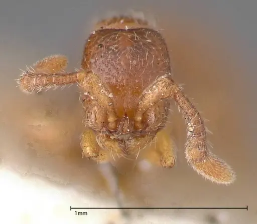 Zasphinctus occidentalis - FOCOL0344-5