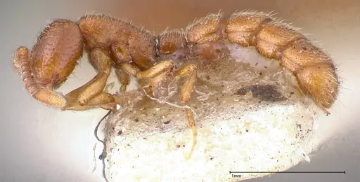 Zasphinctus occidentalis - FOCOL0344-5