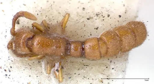 Zasphinctus occidentalis - FOCOL0344-6