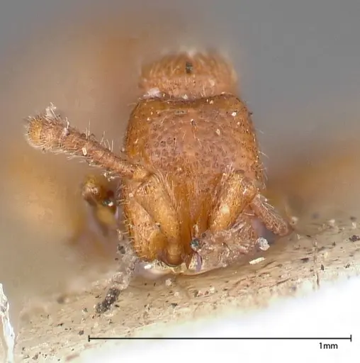 Zasphinctus occidentalis - FOCOL0344-6