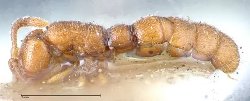 Zasphinctus occidentalis - FOCOL0344-6