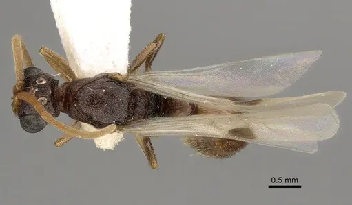 Zasphinctus rufiventris specimen