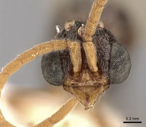 Zasphinctus rufiventris specimen