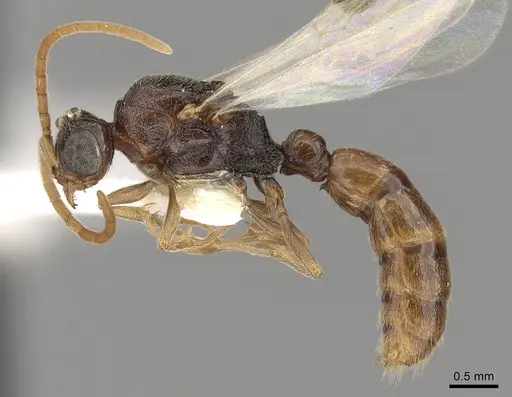 Zasphinctus rufiventris specimen