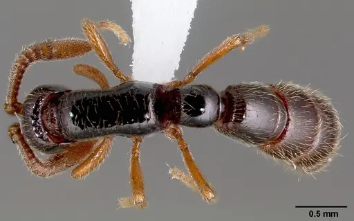 Zasphinctus sarowiwai specimen