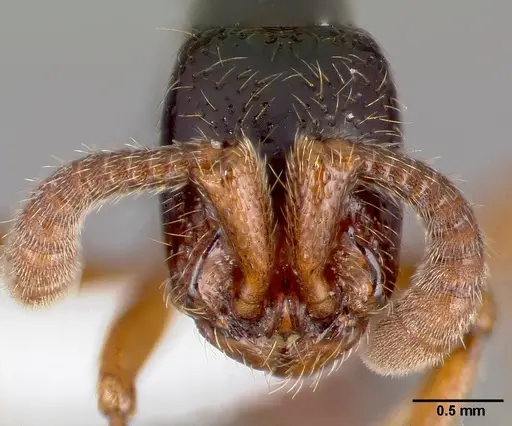 Zasphinctus sarowiwai specimen