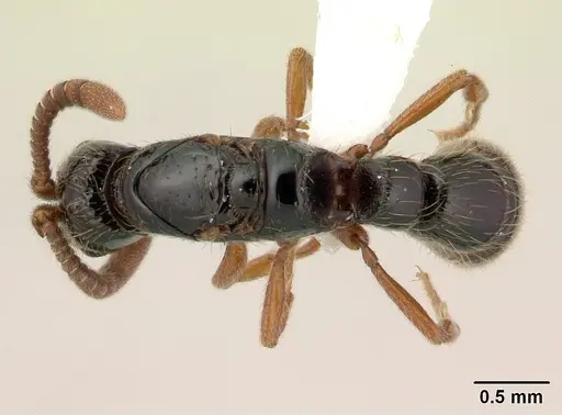 Zasphinctus sarowiwai - CASENT0178890