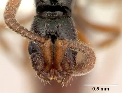 Zasphinctus sarowiwai - CASENT0178890