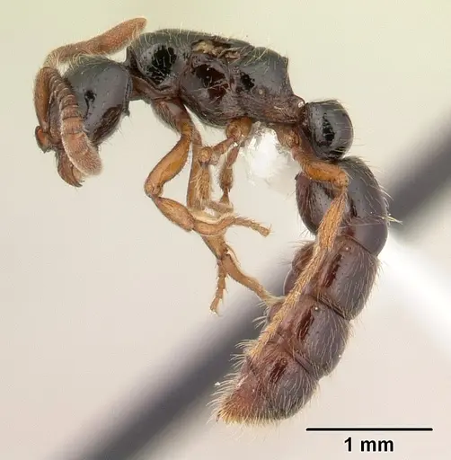 Zasphinctus sarowiwai - CASENT0178890