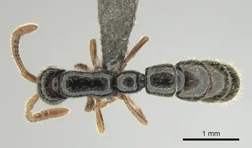 Zasphinctus sarowiwai - CASENT0254677