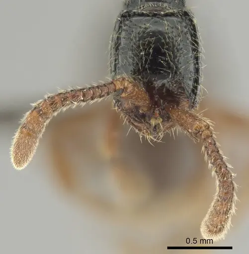 Zasphinctus sarowiwai - CASENT0254677