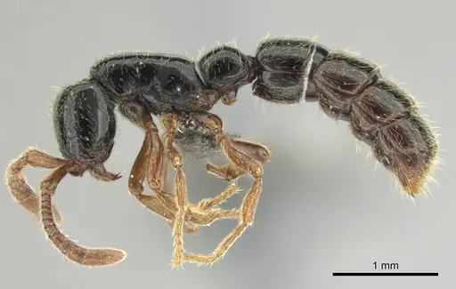 Zasphinctus sarowiwai - CASENT0254677