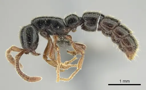 Zasphinctus sarowiwai - CASENT0254677