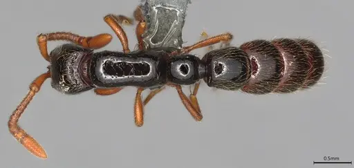 Zasphinctus sarowiwai - CASENT0352811