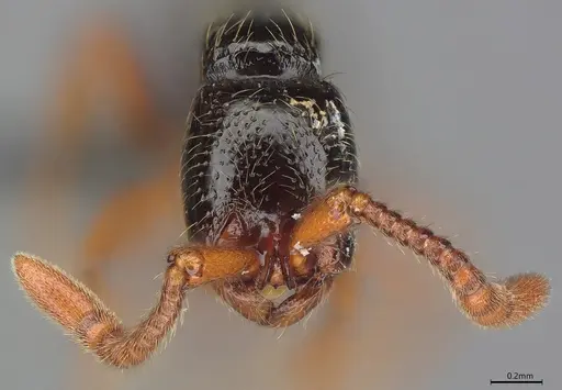 Zasphinctus sarowiwai - CASENT0352811