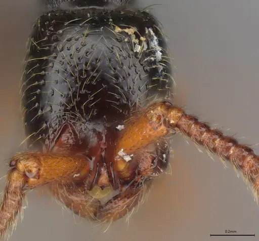 Zasphinctus sarowiwai - CASENT0352811