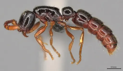 Zasphinctus sarowiwai - CASENT0352811