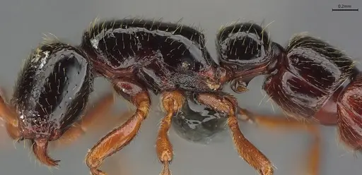 Zasphinctus sarowiwai - CASENT0352811