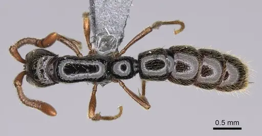 Zasphinctus sarowiwai - CASENT0352813