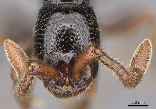 Zasphinctus sarowiwai - CASENT0352813