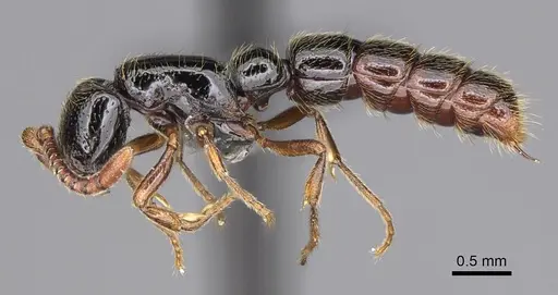 Zasphinctus sarowiwai - CASENT0352813