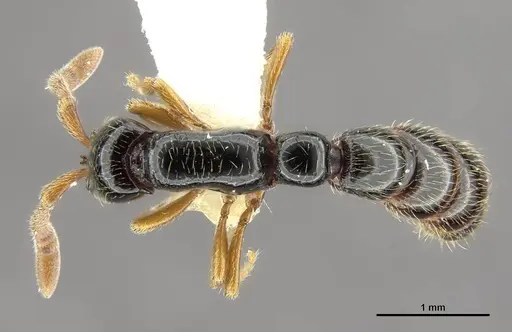 Zasphinctus sarowiwai - CASENT0764650