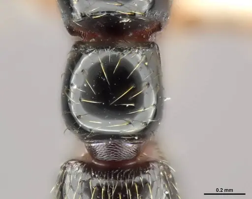 Zasphinctus sarowiwai - CASENT0764650