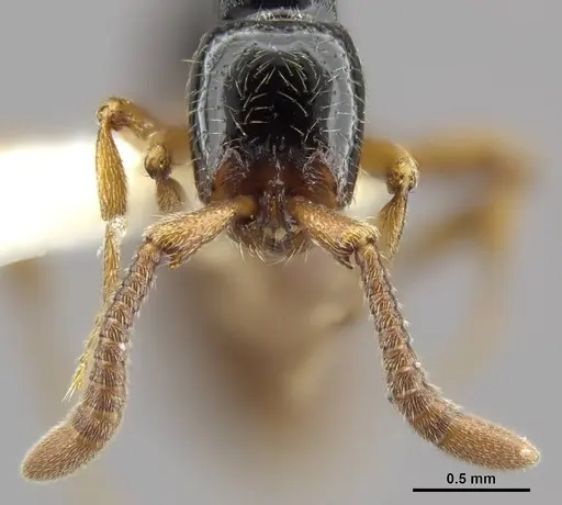 Zasphinctus sarowiwai - CASENT0764650