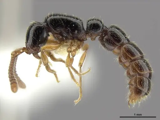 Zasphinctus sarowiwai - CASENT0764650