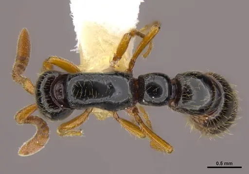 Zasphinctus sarowiwai - CASENT0764654