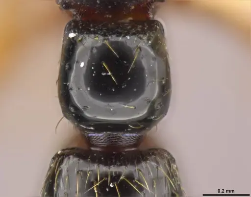 Zasphinctus sarowiwai - CASENT0764654