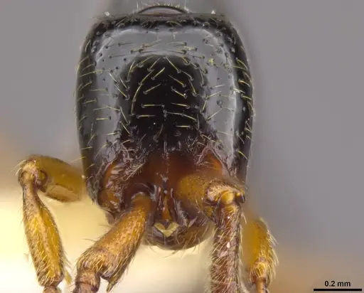 Zasphinctus sarowiwai - CASENT0764654