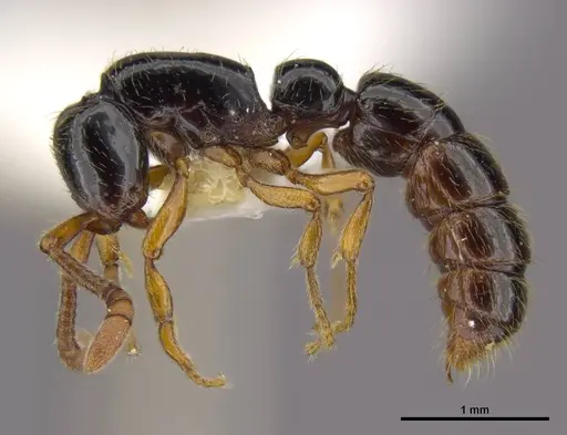 Zasphinctus sarowiwai - CASENT0764654