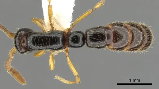 Zasphinctus sarowiwai - CASENT0900310
