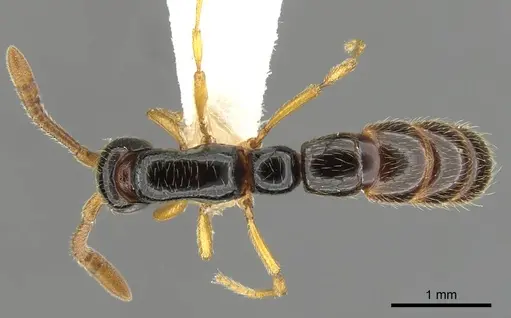 Zasphinctus sarowiwai - CASENT0900310