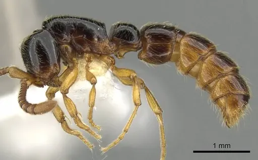 Zasphinctus sarowiwai - CASENT0900310