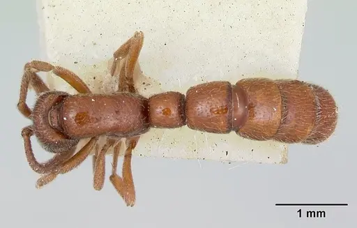 Zasphinctus septentrionalis specimen