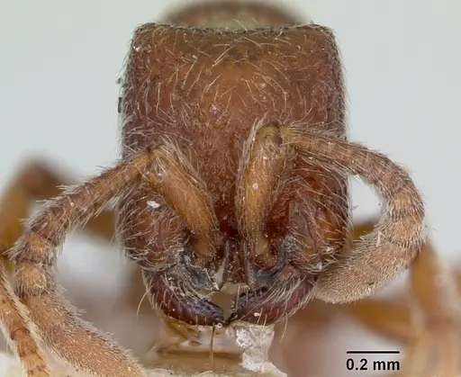 Zasphinctus septentrionalis specimen