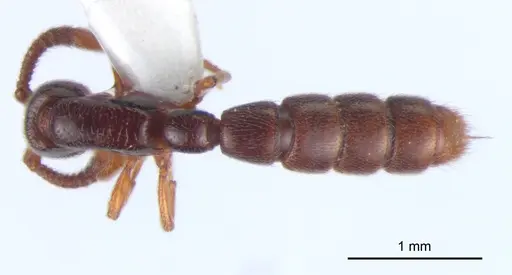 Zasphinctus siamensis specimen