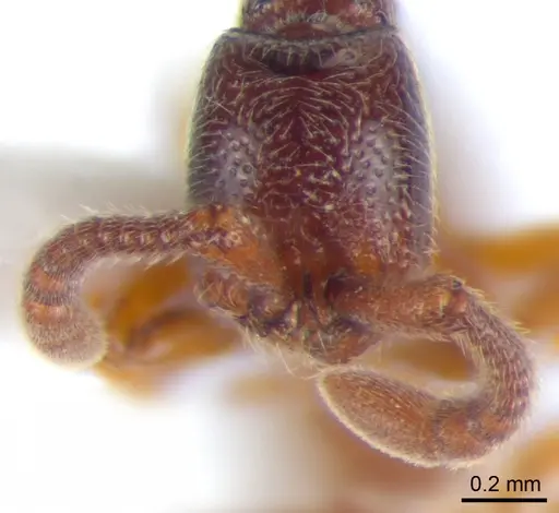 Zasphinctus siamensis specimen