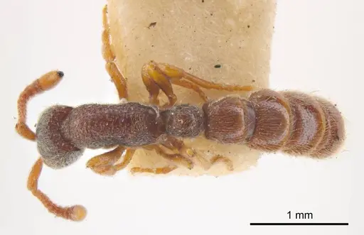 Zasphinctus steinheili specimen
