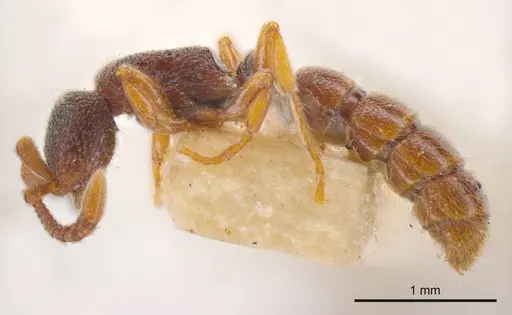 Zasphinctus steinheili specimen