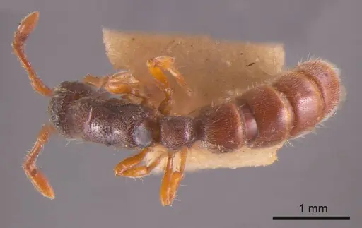 Zasphinctus steinheili - ANTWEB1008189