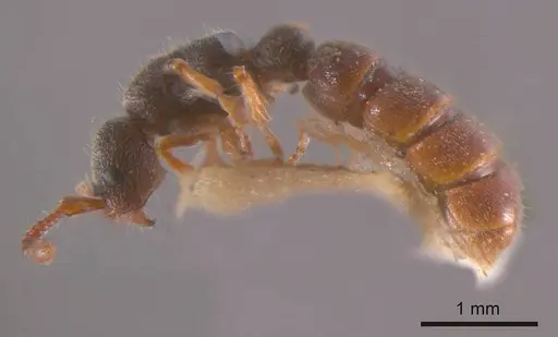 Zasphinctus steinheili - ANTWEB1008189