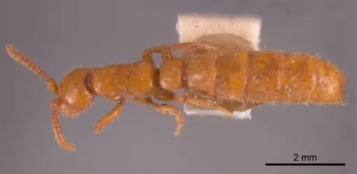 Zasphinctus steinheili - ANTWEB1008259